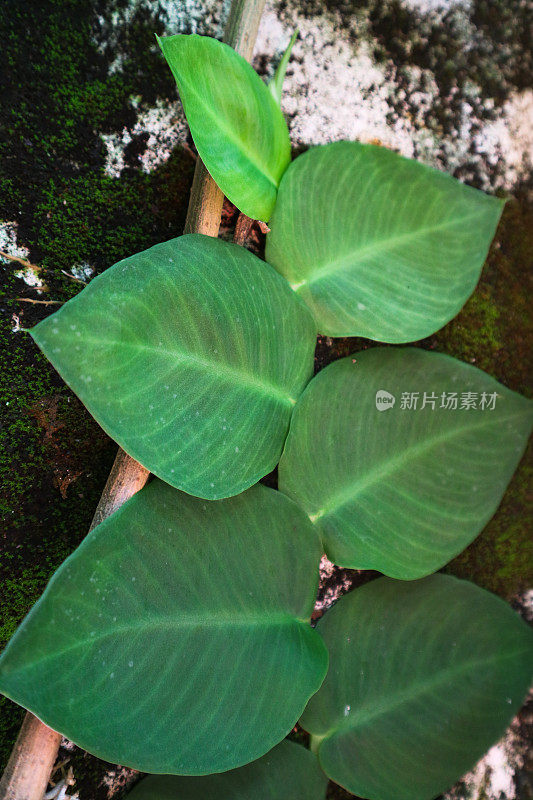 Tanaman rambat dollar或rhaphidophhora hayi正在爬满苔藓的墙壁上生长。浅绿色。